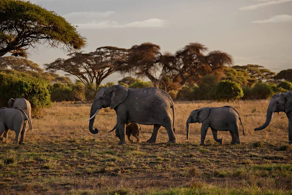 Afrikaanse Olifanten Kudde Bij Zonsopgang Amboseli National Park Kenia — Stockfoto