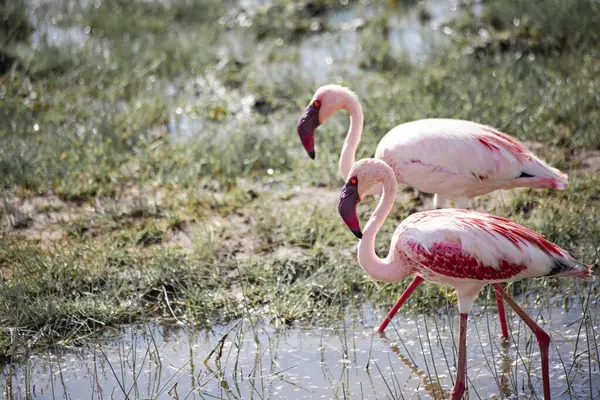 Fenicottero Rosa Allo Zoo — Foto Stock