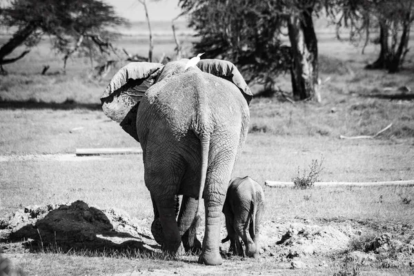 Αφρικανικός Ελέφαντας Μωρό Στο Εθνικό Πάρκο Ambiseli Κένυα — Φωτογραφία Αρχείου