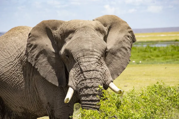 African elephant face close up, Tsavo East National Park, Kenya