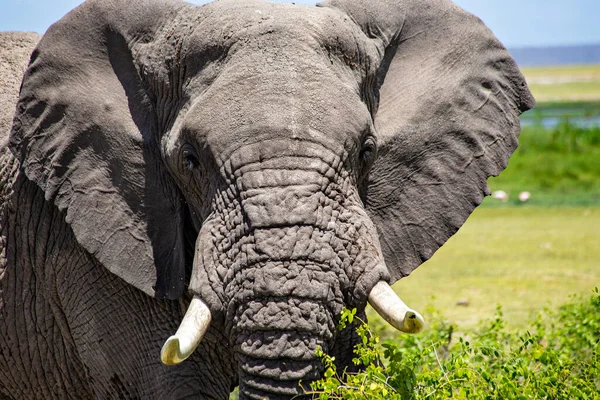 Cara Elefante Africano Perto Tsavo East National Park Quênia — Fotografia de Stock