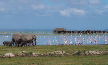 African elephants and flamingoes near Amboseli National Park, Kenya