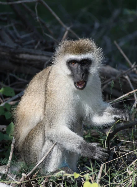Blue Balled Vervet Monkey Национальном Парке Амбосели Кения — стоковое фото