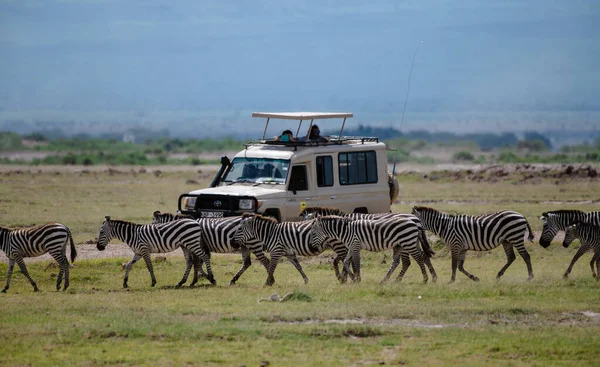 Rebanho Zebras Africanas Jipe Safári Parque Nacional Amboseli Quênia — Fotografia de Stock