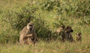 Kenya, Tsavo Doğu Ulusal Parkı 'nda komik babunlar.