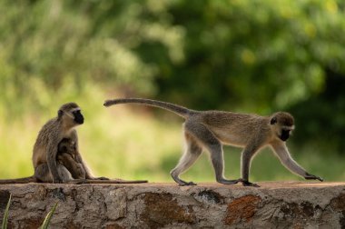 Kenya, Tsavo Doğu Ulusal Parkı 'nda komik babunlar.