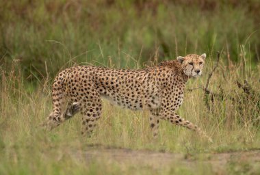 Kenya 'da, Masai Mara Ulusal Rezervi' nde çimlerde serinleyen vahşi, sevimli çita.