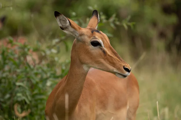 Impala Femminile Faccia Vicino Parco Nazionale Tsavo East Kenya — Foto Stock