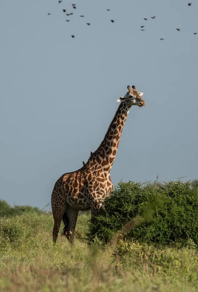 Girafe Africaine Parc National Serengeti Tanzanie Safari Africain Animaux Sauvages — Photo