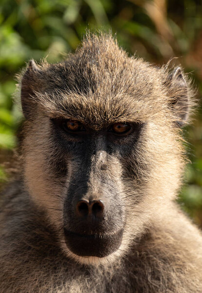 Funny baboons in Tsavo East National Park, Kenya