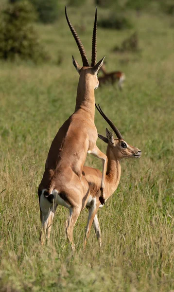 Ženská Impala Tvář Zblízka Národní Park Tsavo East Keni — Stock fotografie