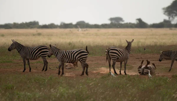 Group Zebras Masai Mara National Park Kenya — Stok fotoğraf