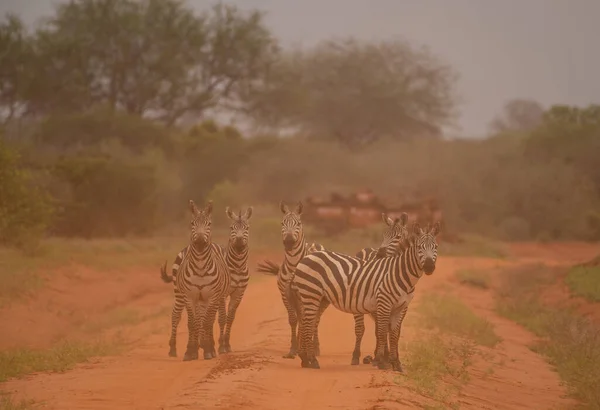 Group Zebras Masai Mara National Park Kenya — стоковое фото