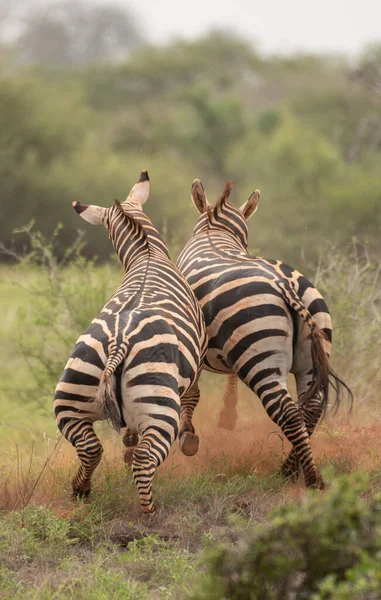 Group Zebras Masai Mara National Park Kenya — стоковое фото