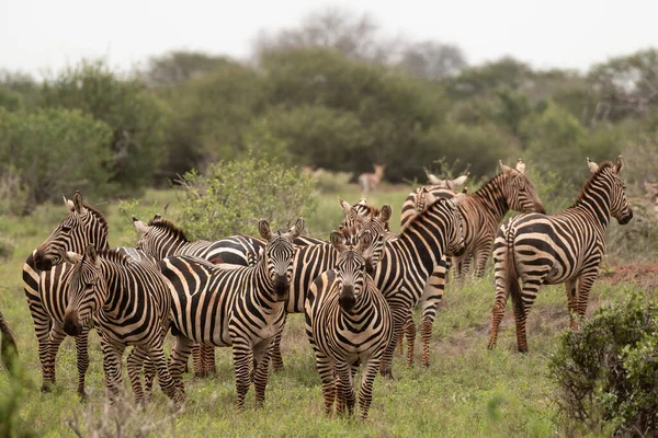 Group Zebras Masai Mara National Park Kenya — Zdjęcie stockowe