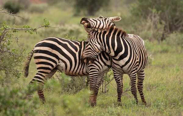 Group Zebras Masai Mara National Park Kenya — стоковое фото