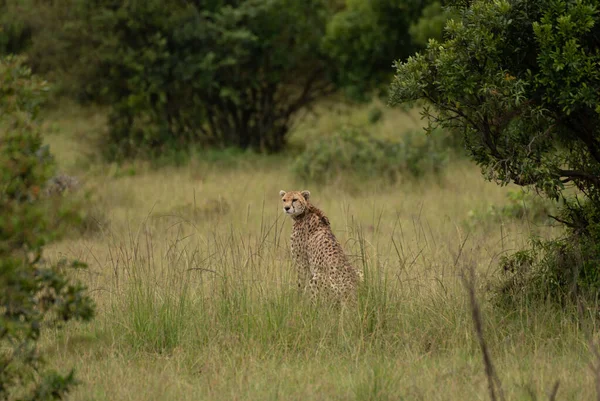 Guepardo Salvaje Lindo Que Enfría Hierba Reserva Nacional Masai Mara — Foto de Stock