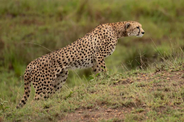 Guepardo Salvaje Lindo Que Enfría Hierba Reserva Nacional Masai Mara — Foto de Stock