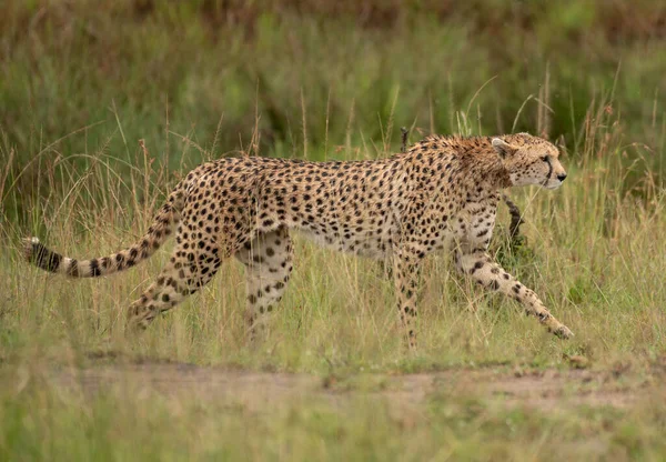 Wilder Süßer Gepard Beim Chillen Gras Masai Mara Nationalreservat Kenia — Stockfoto