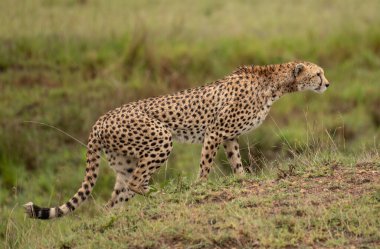 Kenya 'da, Masai Mara Ulusal Rezervi' nde çimlerde serinleyen vahşi, sevimli çita.