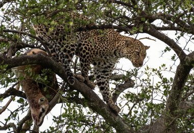 Kenya 'daki Masai Mara Ulusal Parkı' nda ağaçta soğuyan leopar.