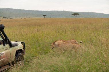  Çimenlerde yürüyen iki dişi aslan, Kenya 'daki Masai Mara Ulusal Parkı' ndaki safari aracını takip ediyor.