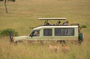 Çimenlerde yürüyen iki dişi aslan, Kenya 'daki Masai Mara Ulusal Parkı' ndaki safari aracını takip ediyor.