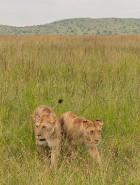 Masai Mara Milli Parkı 'nda çimlerde iki dişi aslan.