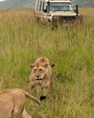 Masai Mara Milli Parkı 'nda çimlerde iki dişi aslan.