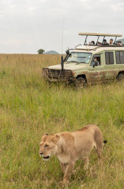Masai Mara Milli Parkı 'nda çimlerde iki dişi aslan.