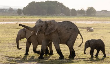 Afrika filleri Amboseli Ulusal Parkı, Kenya 'da gün doğumunda akın ediyor