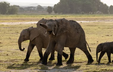 Afrika filleri Amboseli Ulusal Parkı, Kenya 'da gün doğumunda akın ediyor