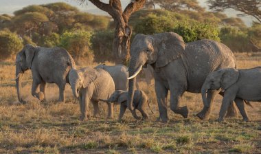 Afrika filleri Amboseli Ulusal Parkı, Kenya 'da gün doğumunda akın ediyor