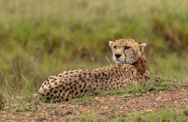 野生のかわいいチーターはケニアのマサイ マラ国立保護区の草の中で凍る — ストック写真