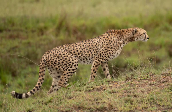 Vild Söt Gepard Kylning Gräset Masai Mara National Reserve Kenya — Stockfoto