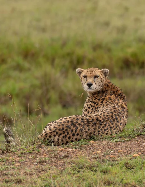 野生のかわいいチーターはケニアのマサイ マラ国立保護区の草の中で凍る — ストック写真