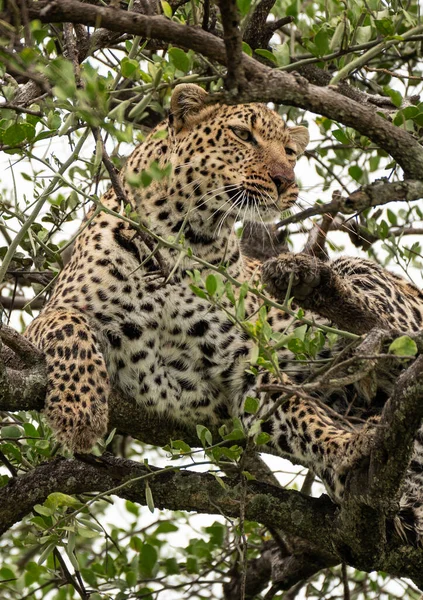 Leopard Chladí Stromě Národním Parku Masai Mara Keňa — Stock fotografie