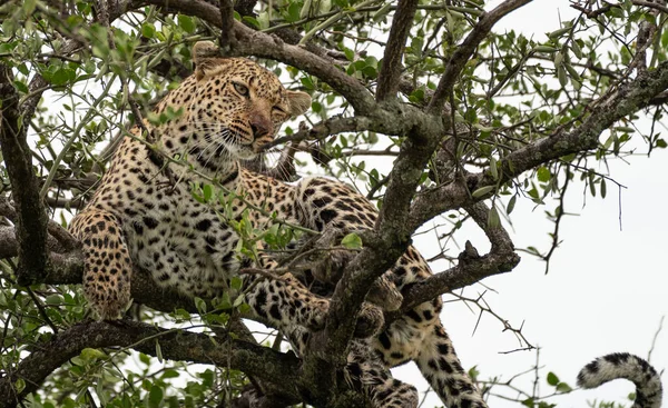 Leopard Chłodzący Drzewie Parku Narodowym Masai Mara Kenia — Zdjęcie stockowe