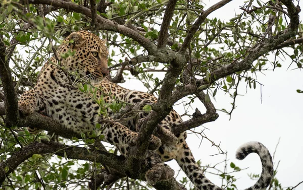 Leopárd Hűtés Masai Mara Nemzeti Parkban Kenyában — Stock Fotó