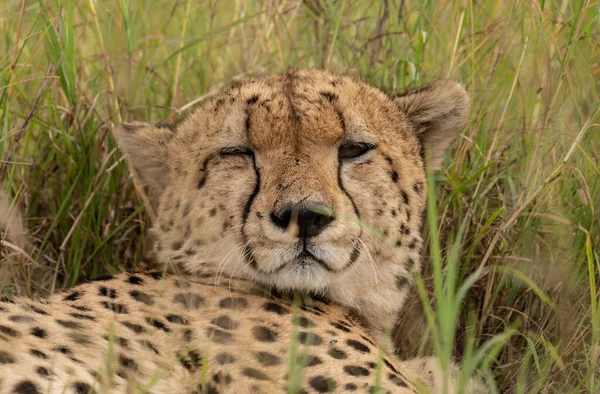 Wild Roztomilý Gepard Chlazení Trávě Masai Mara National Reserve Keňa — Stock fotografie