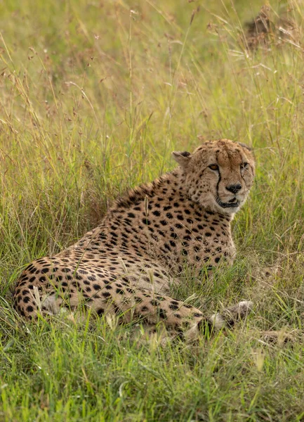 Wild Schattig Cheeta Chillen Het Gras Masai Mara National Reserve — Stockfoto