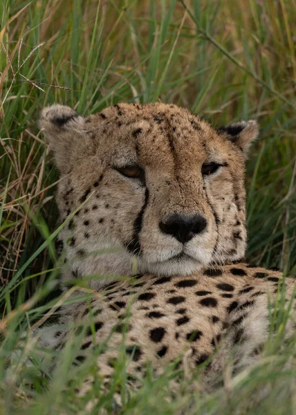 Dziki Gepard Schładzający Się Trawie Rezerwacie Narodowym Masai Mara Kenia — Zdjęcie stockowe