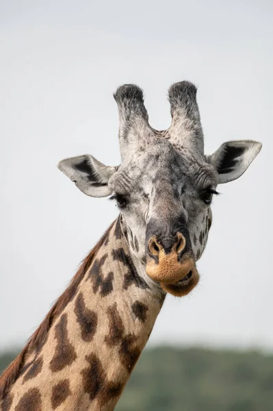 Girafa Cabeça Perto Reserva Nacional Masai Mara Quênia — Fotografia de Stock