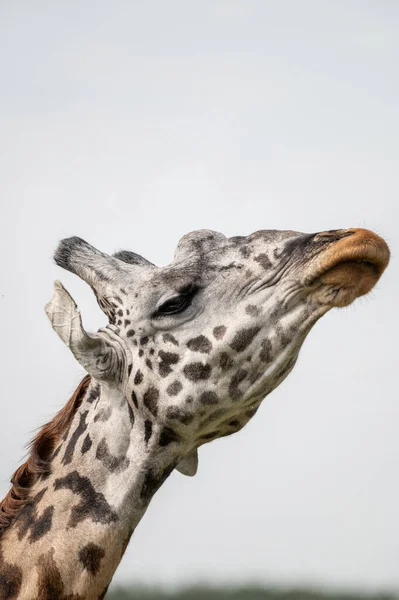 Tête Girafe Près Masai Mara National Reserve Kenya — Photo