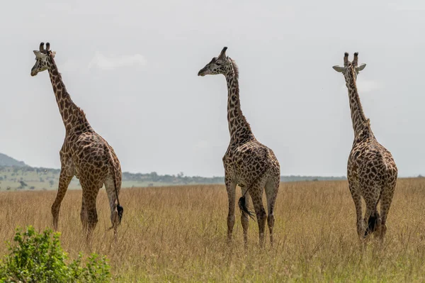 Giraffe Kudde Masai Mara National Reserve Kenia — Stockfoto