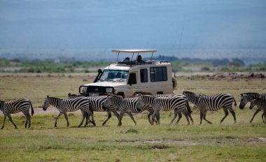 Afrika zebra sürüsü ve safari cipi Kenya 'daki Amboseli Ulusal Parkı' nda.
