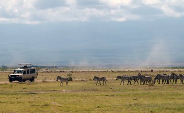 Afrika zebra sürüsü ve safari cipi Kenya 'daki Amboseli Ulusal Parkı' nda.