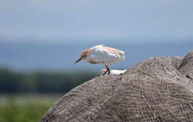 Kenya, Amboseli 'de bir filin sırtında oturan balıkçıl kuşu.