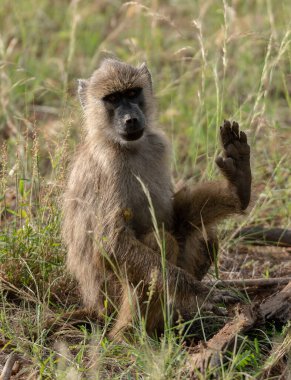 Kenya 'daki Amboseli Ulusal Parkı' nda babunlar. Afrika Ulusal Parkı 'ndaki Fanny Babunları Ailesi. 