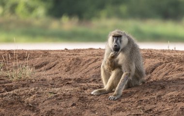 Kenya 'daki Amboseli Ulusal Parkı' nda babunlar. Afrika Ulusal Parkı 'ndaki Fanny Babunları Ailesi. 